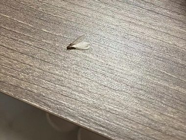 南海专业灭蚁害公司白蚁为什么会长出翅膀呢？
