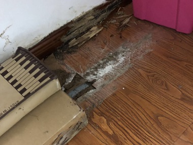 和顺白蚁预防公司白蚁的繁殖力和危害蔓延性